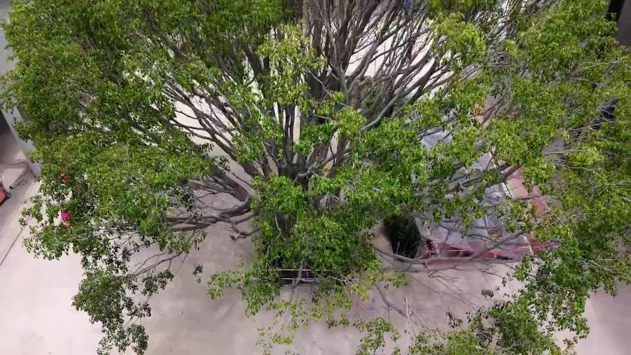 Copa de árbol vista desde el dron en vertical