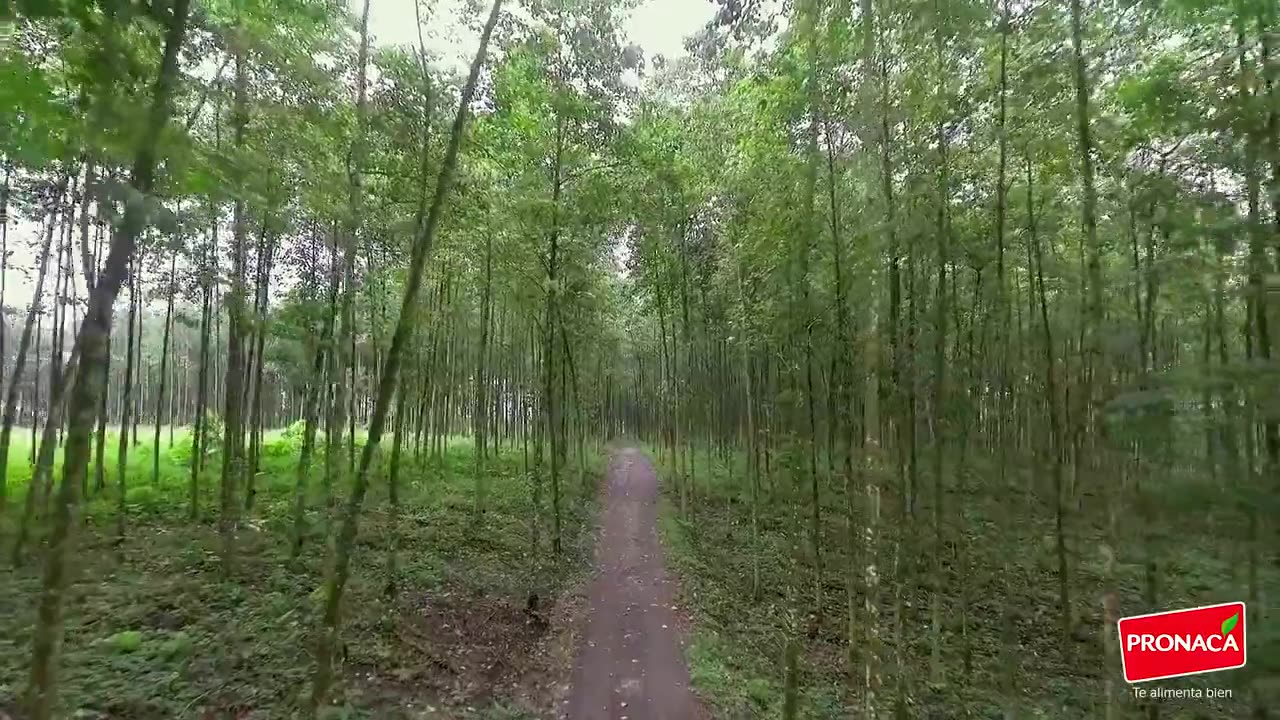 Vista aérea de la planta de producción rodeada de bosque